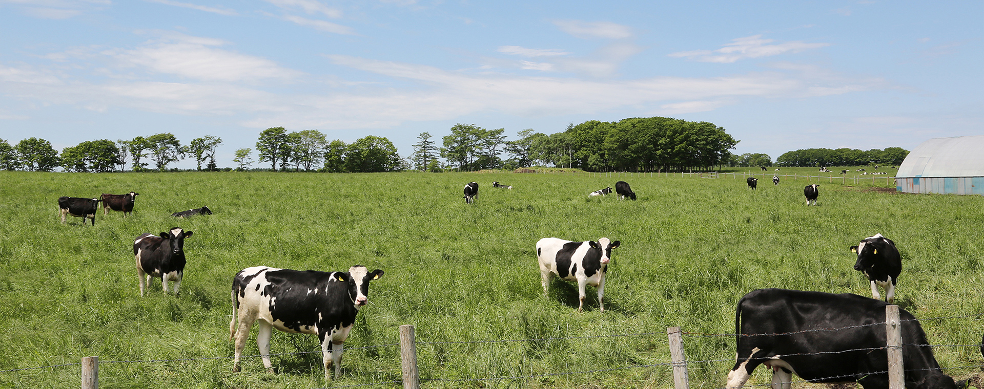 北海道の道東 中標津 乳牛の預託育成牧場 佐藤牧場